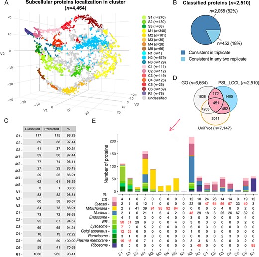 Subcellular localization of all identified proteins (n = 4464) at the cluster level. (A) The t-SNE classification for all proteins in a three-dimensional space. (B) The consistency of the classified proteins in replicate. (C) The classification accuracy of marker proteins at the cluster level. Classified: the number of marker proteins retained at each cluster level after filtering by threshold; predicted: the number of marker proteins correctly predicted. (D) The overlap of proteins classified with single cluster and proteins annotated with a single location in GO and UniProt. (E) Evaluation of single-cluster-classified proteins against proteins with single subcellular localization annotation from GO or UniProt.