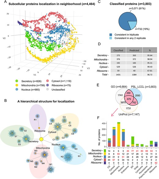 Subcellular localization of the identified proteins (n = 4464) at the neighborhood level. (A) A projection of all identified proteins in a three-dimensional space at the neighborhood level. (B) A hierarchical network of the classification at both cluster and neighborhood levels. (C) The consistency of the classified proteins in replicate. (D) The classification accuracy of marker proteins at the neighborhood level. Classified: the number of marker proteins retained at each neighborhood level after threshold filtering; predicted: number of marker proteins correctly predicted. (E) The overlap of single-neighborhood-classified proteins and proteins annotated with a single location in GO and UniProt. (F) Evaluation of single neighborhood classified against proteins with single subcellular localization annotation from GO or UniProt.