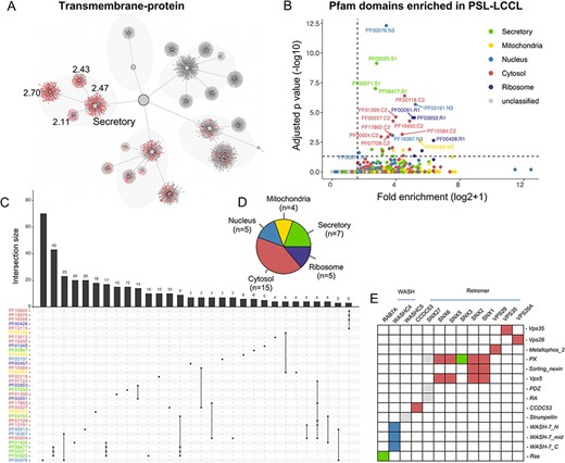 The effects of domains on subcellular proteins localization. (A) The localization of proteins with transmembrane domain in the hierarchical structure. Enriched locations (P < 0.05) are indicated. (B). Enrichment analysis for Pfam domains in our neighborhoods. The cutoff for fold enrichment was two (*adjusted P-value* < 0.05). (C). Protein domains significantly enriched in PSL-LCCL. (D) The number of protein domains that are significantly enriched in neighborhoods. (E) The domain of the retromer complex.