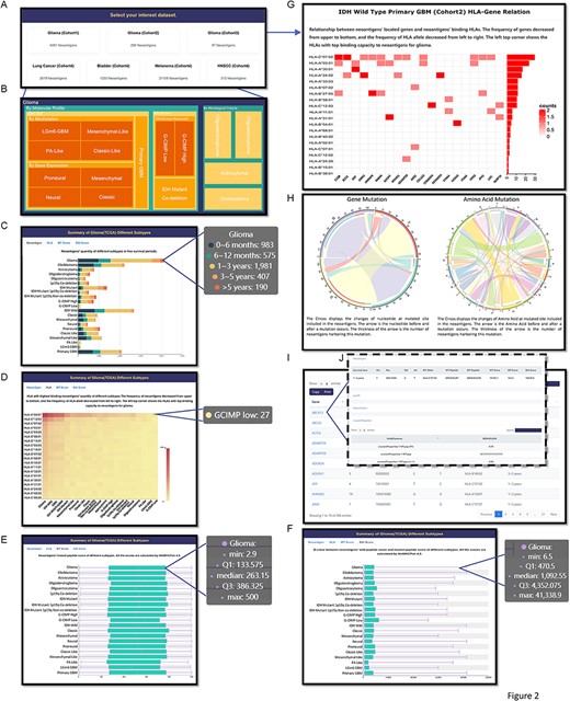 Browse page in GNIFdb showing information of neoantigens and their intrinsic features. (A) All cohorts. (B) The glioma subtypes in Cohort 1. (C) Neoantigens’ quantity of different glioma subtypes with five survival periods in Cohort 1. (D) The frequency of neoantigens and their corresponding HLA-I subtypes in different glioma subtypes of Cohort 1. (E) The distribution of neoantigens’ binding affinity score with their corresponding HLA-I subtypes in different glioma subtypes of Cohort 1. (F) The distribution of neoantigens’ DAI score in different glioma subtypes of Cohort 1. (G) The relationship between genes generating neoantigens and the HLA-I interacting with neoantigens. (H) The distribution of nucleotide or amino acid changes at mutated site in the neoantigens. (I) The list of genes harboring neoantigens, associated mutation site, the corresponding HLA-I subtypes interacting with the neoantigens and the survival time periods. (J) The intrinsic features of neoantigens associated with each gene.
