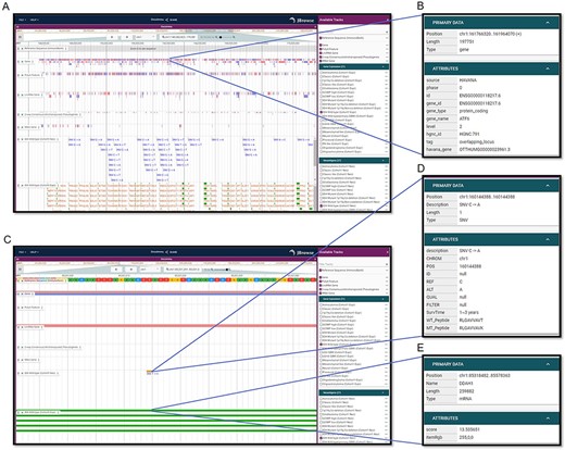 Visualization interfaces in GNIFdb. (A) Overview of the tracks corresponding to gene, mutation and neoantigens in a specified glioma subtype (IDH wild-type, Cohort 1 in this example). (B) The gene information includes gene symbol, gene length, location and gene type. (C) Zoomed-in tracks of mutation and gene expression shows the details of mutations and corresponding neoantigens (D) and gene expression (E).