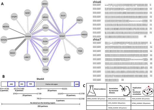 (A) Left: the interaction sub-network of SHSA6 and SHSA7. Edge weights encode the confidence of the interaction, blue edges show interactions manually curated into PSINDB and dashed lines represent interactions derived from studies on non-human homologues. Right: the alignment between human (top sequences) and mouse (bottom sequences) SHSA proteins. (B) Domain representation of SHANK3, together with the number of partners binding to the different regions of the protein as displayed in the PSINDB database. (C) Proteins not described as part of the PS in any of the source databases. Despite the lack of annotation, they interact with extremely high amounts of PS proteins, and several evidence hint they might localize to the PS or they might have an important role in the PS.