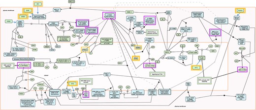 Root inputs and key outputs selected for Reactome pathway ‘Signaling by ERBB2’. Root inputs are circled orange, with double border if they are in Cancer Gene Census list. Key outputs are circled purple. If root inputs are not directly shown in the diagram they have been redrawn and connected with the root complex/set.
