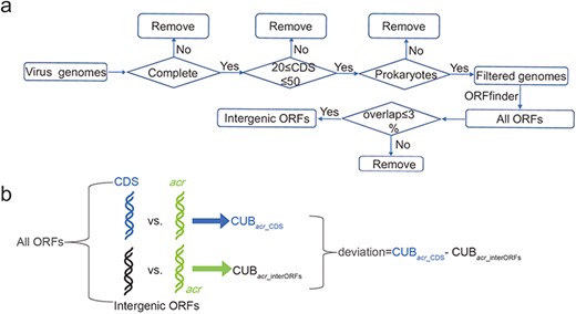 Construction of intergenic ORFs of virus genomes and comparison of CUB. (a) Pipeline of constructing intergenic ORFs in virus genomes. The four diamonds represent our filtering conditions, where ‘complete’ means completely assembled level and ‘prokaryotes’ means virus hosts in bacteria or archaea; (b) A schematic workflow to illustrate the definition of deviation. ‘All ORFs’ means the ORFs annotated by ORFfinder. ‘CDS’ in light blue represents all CDS according to NCBI annotation. ‘intergenic ORFs’ in black represents ORFs that have overlapping ratio less 3% compared with CDS.
