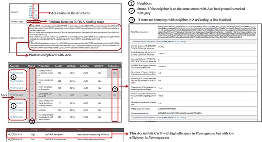 The organization of newly added entries. Data shown in the right panel come from AcrCatalog database (http://acrcatalog.pythonanywhere.com/catalog/), which is constructed by Gussow et al. Gray background in ‘Strand’ column means Acr and its neighbors whose coding genes are in the same strand, which may form directon, a term proposed by Gussow et al. (10). Rows marked by ‘1’ represent accession numbers of Acr neighbors. In ‘AcrCatalog’ column, ‘GO’ labels with highlighted gray background means similarity sequence can be found in AcrCatalog database.