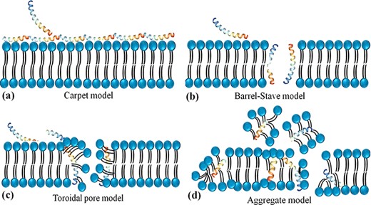 Schematic representation of the potential mechanism of membrane disruption and/or translocation by antimicrobial peptides. (a) Carpet model: Another face of the membrane is covered by AMPs to form a ‘carpet’ and the membrane undergoes some perturbation and deformation. (b) Barrel-Stave model: AMPs interact laterally and form transmembrane pores. (c) Toroidal pore model: AMPs penetrate the bilayer membrane and form a toroid of high curvature. (d) Aggregate model.