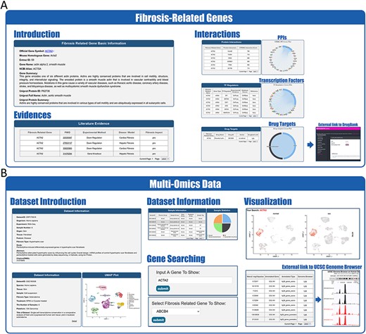 Website interface for FibROAD results and visualizations. (A) Result page for Fibrosis-Related Genes: gene introduction collected from both NCBI-Gene and UniProt databases are displayed in the basic information column, followed by literature evidence for the gene (left). Protein-protein interactions (right upper), transcription factor regulators (right middle) and drug targets (right lower) with the FRG are collected from String, RNAinter and DrugBank databases, respectively. An external link to the DrugBank database record for each target drug is provided. (B) Result page for omic data: retrieved datasets of types (RNA-seq, miRNA-seq, scRNA-seq, ATAC-seq, ChIP-seq, Methyl-seq) are shown in a similar pattern, with dataset introduction at the top (left panel), followed by a detailed sample information table (middle upper panel). A search tool for a self-input gene or FRGs within the dataset is provided (middle lower panel) and, once an item is submitted, search results and visualizations will be displayed below (right panel). For ATAC-seq/ChIP-seq/Methyl-seq, an external link to the UCSC Genome Browser is provided for genome tracks observation.