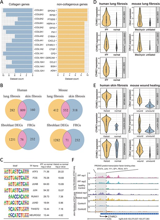 Multi-omics explorations with FibROAD indicate that CTHRC1 may be a potential candidate gene for skin fibrosis. (A) Bar graphs showing the top 15 most extensively and differentially expressed collagenous and non-collagenous fibroblast genes in scRNAseq datasets as collected with FibROAD (filtered by Wilcoxon Rank Sum test with log fold-change cutoff of 0.5 and P < 0.05). (B) Venn plots showing intersections of differentially expressed genes (DEGs) between lung and skin fibroblasts, in humans and mouse respectively (upper 2 Venn plots), and the intersections between DEGs and FRGs in the two species (lower 2 Venn plots). (C) Transcription factor motif enrichment analysis of differential chromatin accessibility regions located in the promotor region of the 55 commonly differentially expressed FRGs with ATAC-seq fibroblast datasets. (D-E) Violin plots showing significant differences in CTHRC1 expressions within lung (D) and skin (E) fibroblasts between the fibrotic group and healthy controls, in humans (left panel) and mice (right panel). (F) Representative genome browser tracks comparing CTHRC1 ATAC-seq signals in fibroblasts between the fibrotic group and healthy controls.