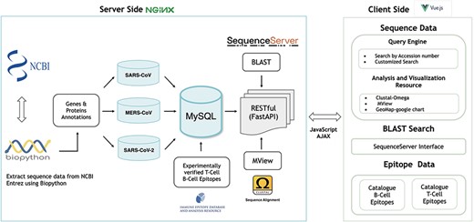 Architecture of the hCoronavirsesDB bioinformatics resource.