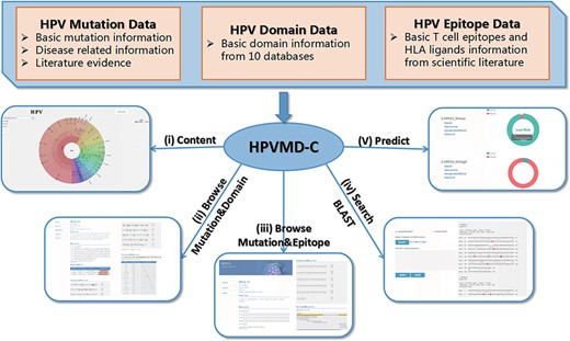 An overview of HPVMD-C 1.0: (i) Distribution of mutation content among the protein sequences, the domains and the epitopes; (ii) Distribution of the mutations among the domains; (iii) Distribution of the mutations among the epitopes; (iv) Mutation detection using BLAST; (v) Risk type prediction using the characteristics of amino acids and the SVM.