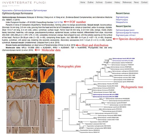 Information of the entomopathogenic species Ophiocordyceps formosana.