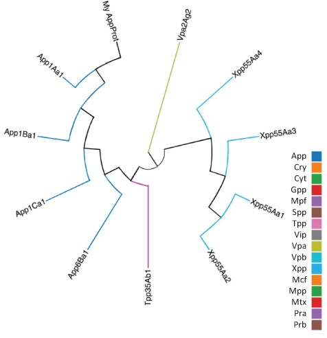 Guide tree showing relationships between a custom protein (My App protein) and proteins selected from the BPPRC database by the user.