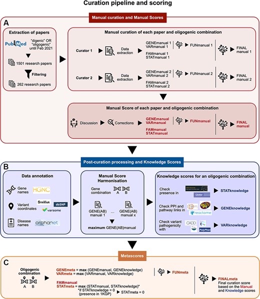 Summary of the curation pipeline for the creation of the (A) Manual scores, (B) Knowledge scores and (C) Metascores for each oligogenic combination. (A) Research articles were selected using the keywords ‘digenic OR oligogenic’ in PubMed (https://pubmed.ncbi.nlm.nih.gov/), leading from a total of 1501 articles to 262 articles after filtering (see Materials and Methods, Supplementary Data, File 1). Two different curators independently extracted information and curated each article, assigning Manual scores. These scores include the FAMmanual, STATmanual, GENEmanual and VARmanual scores. The last two are used in a decision tree to assign the FUNmanual score, while all of the scores are used in another decision tree to create the FINALmanual score (see Materials and Methods, Supplementary Data, File 1). A discussion then took place to reach a consensus for the Manual Scores. All oligogenic variant combinations were evaluated as separate entities with their own evidence, regardless of whether they were described in the same or different articles. (B) The data were then processed to formalize the available information (see Materials and Methods, Supplementary Data, File 1). The disease names were formalized using the Orphanet database (https://www.orpha.net/). The gene names were formalized according to the gene nomenclature guidelines from the HGNC database (33). The variants were processed by the software Synvar (http://goldorak.hesge.ch/synvar/), and the databases Varsome (34) and dbSNP (35), to obtain genomic coordinates. To correct for the literature bias, the GENEmanual score for each gene pair was harmonized among all articles by assigning the maximum GENEmanual found for that gene pair, and all affected scores (FUNmanual and FINALmanual) were recalculated. To compensate for missing information in the articles due to no prior access to current knowledge, Knowledge scores were assigned per oligogenic combination: the STATknowledge score by checking the presence of the oligogenic combination in the 1000 Genomes project (30) and ClinVar (36), the GENEknowledge score by checking the PPI and KEGG (38) or Reactome (39) pathway links of the involved genes and the VARknowledge score by using variant pathogenicity information from different pathogenicity predictors: SIFT (40), MutationTaster2 (41), CADD (42) and Polyphen2 (43). (C) Finally, both Manual and Knowledge scores are combined in order to create the confidence Metascores for each type of evidence STATmeta, GENEmeta and VARmeta scores—by assigning the maximum score found between their corresponding Manual and Knowledge score (see Materials and Methods, Supplementary Data, File 1). One exception occurs in this rule: if the STATknowledge is 0 due to the fact that the combination is found in an individual of the 1000 Genomes project, then it replaces the STATmanual and, therefore, the STATmeta is also 0. The same procedure as in the manual curation is then followed when decision trees were used to define the FUNmeta and FINALmeta scores.