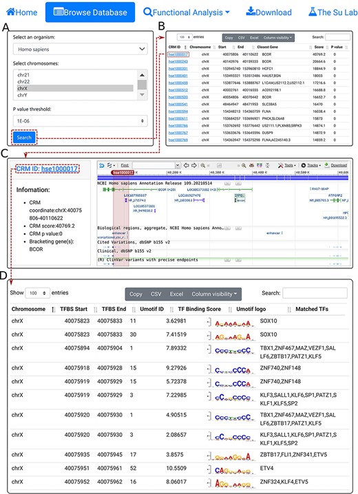 The browse functions. A. In the search form, the use selects an organism (e.g. H. sapiens), one or more chromosomes (e.g. chrX) and a P-value cutoff (e.g. 1E-06). B. The searching results are displayed in the CRM list table. Shown is a snapshot of the resulting CRM list table containing 8762 predicted CRMs on chrX of H. sapiens. The first CRM hse1000017 in the list table is selected for further visualization. C. In the CRM information table, some parameters of the selected CRM hse1000017 is shown in the right panel, and the locus is displayed in the NCBI sequence viewer for further inspection. Clicking on ‘hse1000017’ in the right panel of the CRM information table displays its constituent TFBSs. D. A snapshot of the TFBS table of hse1000017 containing its 5094 constituent TFBSs.