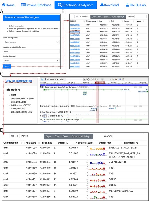 Search the closest CRM(s) to a gene. A. In the search form, the use selects an organism (e.g. H. sapiens) and a P-value cutoff (e.g. 1E-06), and inputs a gene name (e.g. GL13). B. The searching results are displayed in the CRM list table. Shown is a snapshot of the returned CRM list table containing 53 predicted CRMs. The third CRM hse1003435 in the list table is selected for further inspection. C. In the CRM information table, some parameters of the selected CRM hse10003435 is displayed in the right panel, and the locus is displayed in the NCBI sequence viewer for further inspections. Clicking on ‘hse1003435’ in the right panel of the CRM information table displays its constituent TFBSs. D. A snapshot of the TFBS table of hse1003435 containing its 988 constituent TFBSs.