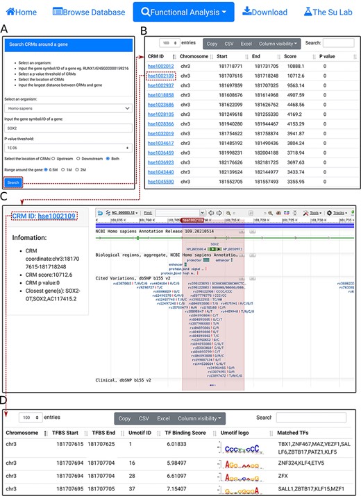 Search CRM(s) in a region around a gene. A. In the search form, the use selects an organism (e.g. H. sapiens) and a P-value cutoff (e.g. 1E-06), and inputs a gene name (e.g.SOX2). B. The searching results are displayed in the CRM list table. Shown is a snapshot of the 102 returned CRMs in the table. The second CRM hse1002109 in the list table is selected for further inspection. C. In the CRM information table, parameters of the selected CRM hse1002109 is shown in the right panel, and the locus is displayed in the NCBI sequence viewer for further inspections. Clicking on ‘hse1002109’ in the right panel of the CRM information table displays its constituent TFBSs. D. A snapshot of the TFBS table of hse1002109 containing its 1344 constituent TFBSs.