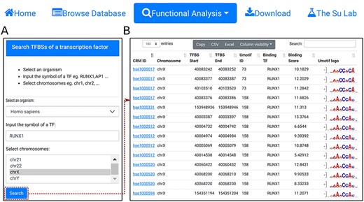 Search TFBSs of a TF. A. In the search form, the use selects an organism (e.g. H. sapiens), input the name of a TF (e.g. RUNX1), and select a chromosome (e.g. chrX). B. A snapshot of the resulting TFBS table containing 2678 TFBSs of RUNX1 in chrX of H. sapiens.