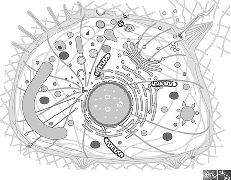 Image of a generic cell from the Clade Eumetazoa; This cell illustrates all the cellular components found in any Eumetazoan, although in reality no cell carries all of them; All components are individual groups in the SVG file, which can be hidden or colored.