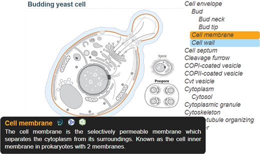 SwissBioPics page for budding yeast cell; The ‘Cell membrane’, selected on the sidebar list, is colored orange, with a tooltip showing a description of the organelle and links to the UniProt, AmiGO and QuickGO websites; The mouse is hovering on ‘Cell wall’ in the list, coloring this part blue.