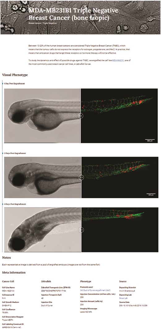 Triple-negative breast cancer sample data as deposited. Image-based analysis data are used to generate a graph for the original publication and are subsequently uploaded to XePHIR (either directly or indirectly). Subsequently, the available metadata is entered during submission (filling in the available data in the submission template). All metadata will be displayed next to the images that have been uploaded, when uploaded via Zenodo a DOI will be provided to allow easy access to the original data set.