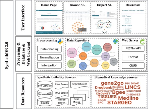 Architecture of SynLethDB 2.0. The bottom layer shows the data sources of SLs and other biomedical knowledge. The middle layer shows the data preprocessing steps, database storage and web server. The top layer shows the main functional modules of the user interface.
