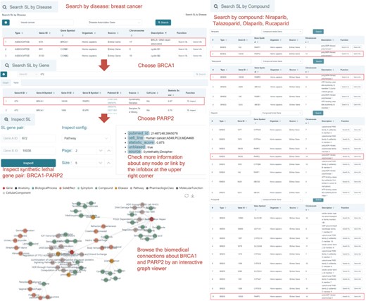 A case study on BRCA1 in breast cancer. Using ‘Search SL by disease’, the SL genes associated with the disease will be shown. BRCA1 is a gene that has SL partners and is downregulated in breast cancer. Click the ‘Search SL’ button, and it shows that PARP2 is an SL partner of BRCA1 with a high confidence score (0.87). Inspecting this pair of SL genes, we notice that BRCA1 and PARP2 are both associated with the ‘ovarian cancer’ and ‘breast cancer’ diseases, and BRCA1 participates in the ‘DNA Damage Response’ pathway. The infobox at the upper right corner shows the annotations of the SL. The synthetic lethal relationship between BRCA1 and PARP2 has been reported in the literature on human cancer and cell lines including A549, PC3 and MDA468. The result that breast cancer downregulates BRCA1 and PARP2 is an SL partner of BRCA1 indicates that PARP2 is a drug target for breast cancer. Rucaparib, Talazoparib, Niraparib and Olaparib all bind with PARP2. Using ‘Search SL by compound’, we also identify PARP2 as a potential drug target of Rucaparib, Talazoparib, Niraparib and Olaparib.