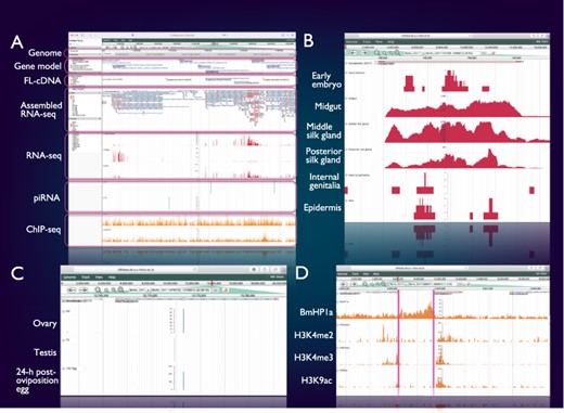 Integrated genome browser. (A) Overview of the genome browser. Genomic, transcriptomic and epigenomic information is displayed on a single screen. (B) Transcriptional status of BmSuc1 in different tissues. (C) A piRNA-producing locus in the Masc gene. (D) Histone modifications around the KWMTBOMO06377 gene.