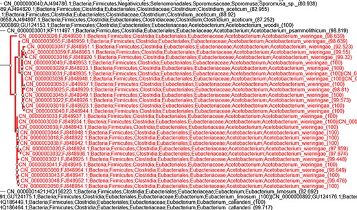 Screenshot of taxonomic annotation and placement of clone sequences associated with the study by Parameswaran et al. (14) in the AcetoBase clone phylogenetic tree available at https://acetobase.molbio.slu.se/phylo/clone.