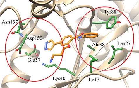 Schematic representation of the MELK in complex with the inhibitor 3-[2-(phenylcarbamoyl)-5-(1H-pyrazol-4-yl)phenoxy]propan-1-aminium developed by a FBDD approach. The red ellipses indicate the two subpockets of the active site in which inhibitors bind [PDB code: 4D2T (34)].