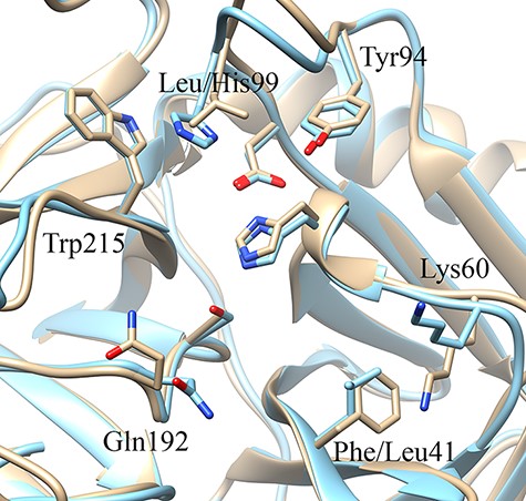 Schematic representation of the three-dimensional structure of the oncogenic protease mesotrypsin [light brown, PDB ID 3L33 (36)] and the closely related kallikrein-6 [blue, PDB ID 1L2E (37)] highlighting similarities and differences in the two subpockets adjacent to the catalytic triad (unlabeled Ser, His and Asp residues) on opposite sides.