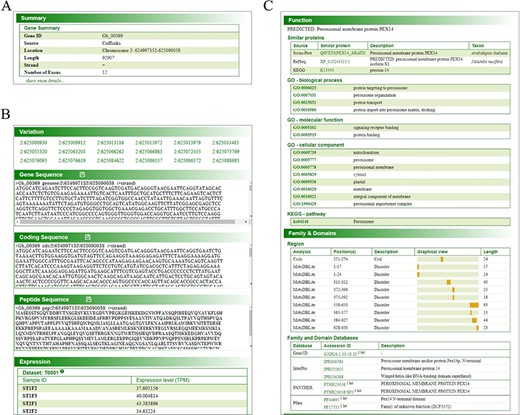 Gene page of GinkgoDB. The gene page displays specific gene summary (A), sequence, translated protein sequence, expression (transcripts per million, TPM) (B) and annotation information (C), in each collected sample.
