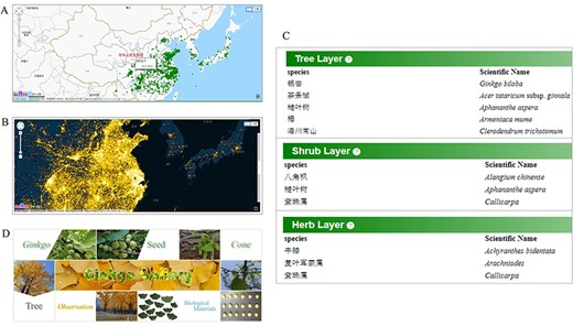 Comprehensive data for ginkgo conservation. Distribution map (A) of documented mature trees and heatmap (B) of reported trees. (C) Species list in each quadrat. (D) The gallery model collects various material type of trees.