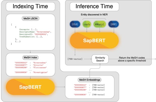 Named entity normalization deep-learning model.