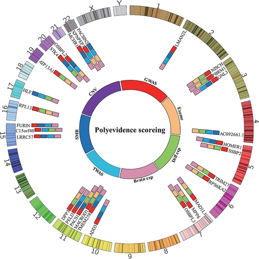 Top candidate causal genes identified in this study. By integrating prediction results from different methods, 29 high-confidence causal genes were identified. OSBPL2, STK4 and PACS1 had the highest scores and thus represent the most promising causal genes for BIP.
