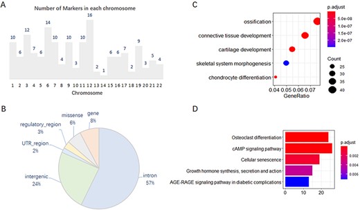 Features of 167 molecular markers supported by GWAS. (A) Number of markers on each chromosome. (B) SNP variants annotated on different genomic regions. (C) GO enrichment of the effector genes. (D) KEGG enrichment of the effector genes.