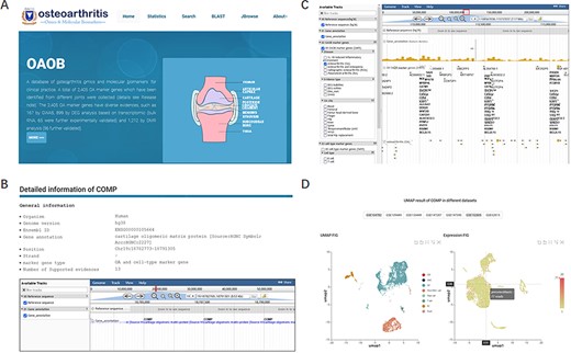 Display of the homepage and function modules of OAOB database. (A) Web homepage of the OAOB database, showing four main functional modules: Statistics, Search, Basic Local Alignment Search Tool (BLAST) and Jbrowse. (B) Using the marker gene cartilage oligomeric matrix protein (COMP) as an example to show all different kinds of information provided. (C) Jbrowse modules of OAOB database. (D) An example showing the marker gene COMP that was supported by scRNA-seq analysis.