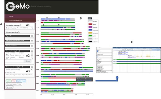Overview of the GeMo visualization interface representing the genome ancestry mosaics of the triploid cultivated banana ‘Grande Naine’ (13). (A) Menu panel allowing the user to load their own data or to visualize preloaded data (A1). (B) Predicted mosaic structure for the 3 × 11 chromosomes as proposed in (13). Each color on the chromosomes represents a genetic group, except dark gray for undefined genomic block. Symbols on chr01 and chr02 indicate genomic features (such as gene of interest, QTLs, etc.) entered by users based on genomic coordinates of the reference genome used to draw the genome ancestry mosaics in the menu entitled ‘Annotations’ in A2. (C) Automatically exported dataset from GeMo by clicking on a block and imported as a track to the JBrowse configured in the Genome Browser menu in A3.