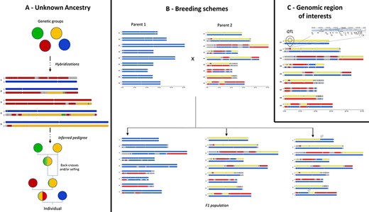 Examples of use cases supported by in silico chromosome painting. (A) Based on defined ancestral genetic groups, a genome ancestry mosaic is painted, allowing identification of the genetic group involved in the hybridization process and deduction of the pedigree. (B) In silico chromosome painting in a breeding bi-parental population showing a subset of possible gametic chromosome distribution and possible chromosome recombinations (gray arrows) in progenies. (C) Co-localization of a genomic block with a genomic feature of interest (e.g. QTL) to explore gene content in related JBrowse.