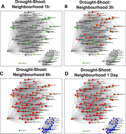 Time point–specific views for the extended neighbourhood for shoot-specific genes at early time points (A and B) and late time points (C and D).