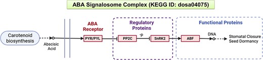 A schematic representation of the ABA signalling pathway from the KEGG database.