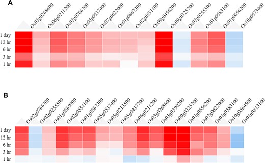 Heatmaps from the Expression Viewer for (A) the root tissue and (B) the shoot tissue under drought stress. The figure depicts transcriptional changes across time points after drought stress with genes having high positive fold change and those in blue having high negative fold change with respect to control (0 h, no stress).