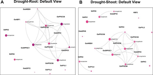Default views for the Network Viewer from (A) the root tissue and (B) the shoot tissue under drought stress.