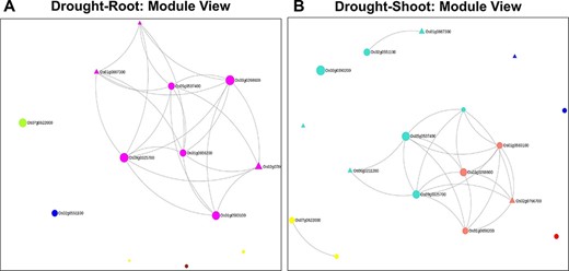 Module views of the Network Viewer for (A) the root tissue and (B) the shoot tissue under drought stress.