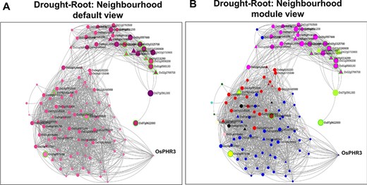Neighbourhood View of 13 root-specific genes with (A) default view and (B) module views under drought stress.