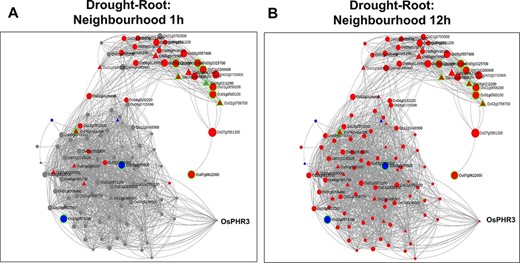 Time point–specific views for the extended neighbourhood for root-specific genes at (A) early time point of 1 h and (B) late time point of 12 h under drought stress.