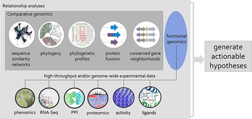 Using phylogenetic relationships to guide the integration of data associated with related proteins, mining of genomic and post-genomic data can seed defined hypotheses for the discovery of molecular and biological functions associated with genes/proteins of unknown or uncertain function.