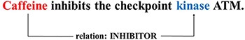 An example drawn from the DrugProt data set, showing a sentence with an INHIBITOR relation between a chemical/drug entity (the subject, Caffeine) and a gene/protein entity (the object, kinase).