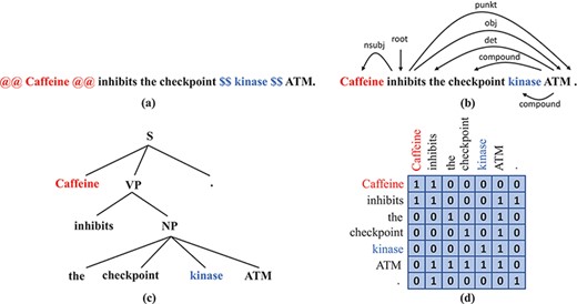 Syntax representations that we obtain from off-the-shelf parsers: (a) A sentence with the subject and the object wrapped by markers. (b) The dependency tree of the sentence in (a). (c) The constituency tree of the sentence in (a). (d) The adjacency matrix that corresponds to the dependency tree in (b).
