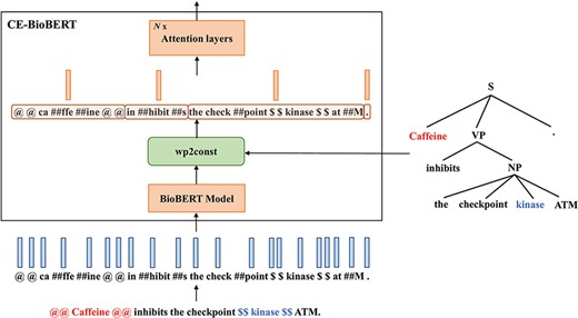 Diagram illustrating the architecture of CE-BioBERT: the wp2const block at the output of the BioBERT model groups together the wordpieces that belong to a pre-defined chunk to compute chunk embeddings.