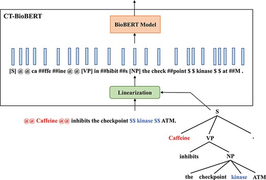 Diagram illustrating the architecture of CT-BioBERT: linearized constituency trees are fed into the BioBERT model, and each BERT layer shares the same subtree mask.